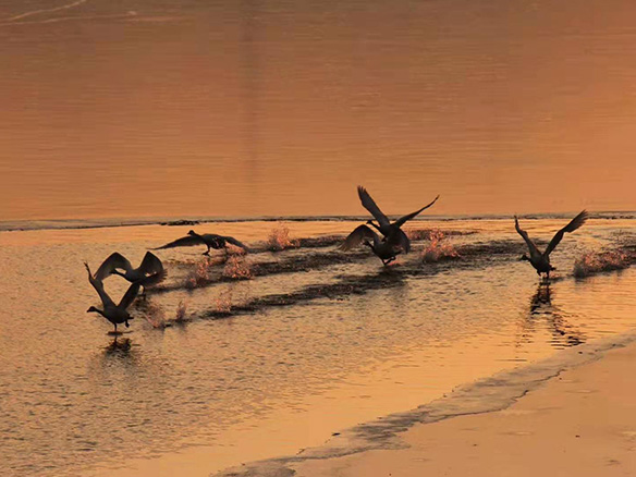 412MW！錦州陽(yáng)光獲國(guó)電投青海高效雙面組件訂單